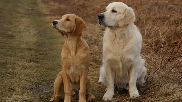 The Ideal Golden Retriever Weight: Top Tips To Help Keep Your Dog Healthy