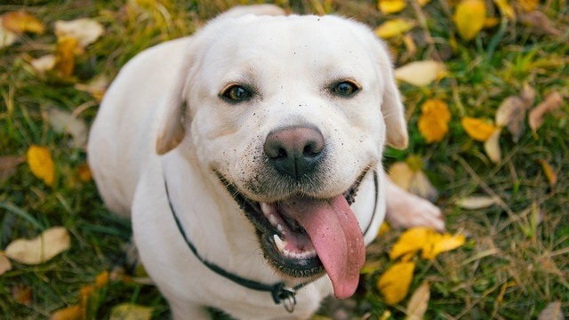 The Ideal Labrador Retriever Weight, And 5 Tips To Help Your Dog Achieve It