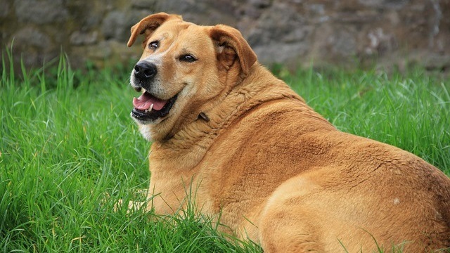 The Sad Truth About Fat Dogs: How Overfeeding Shortens Their Lives