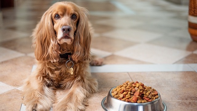 4 Signs You Are Overfeeding Your Dog And How To Change This