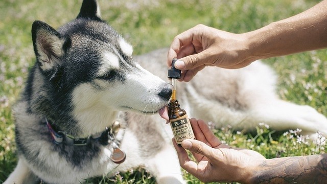 CBD For Dogs: Is It Good For Them?