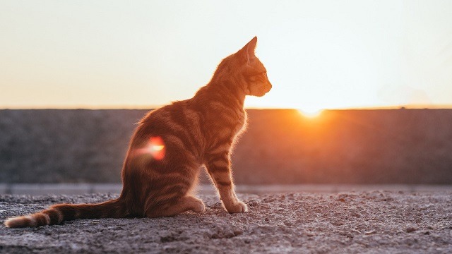 Do Cats Sweat? How To Tell When They’re Overheated