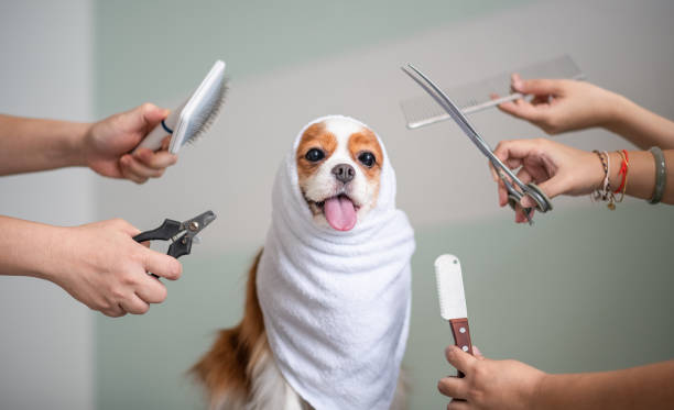 How To Groom A Dog In 7 Easy Steps: Keep Your Pup Feeling & Looking Cool