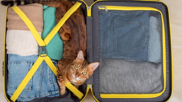 How To Travel With A Cat: 5 Tips For Stress-Free Summer Trips