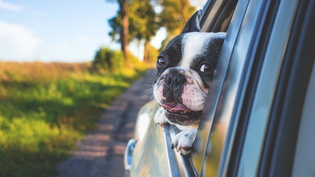 Summer Traveling With Dogs: 5 Essential Tips for a Smooth Trip