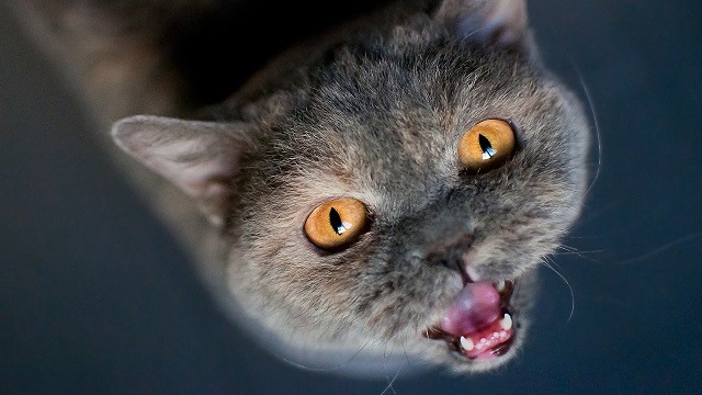 Why Is My Cat Meowing So Much? Possible Causes Explained
