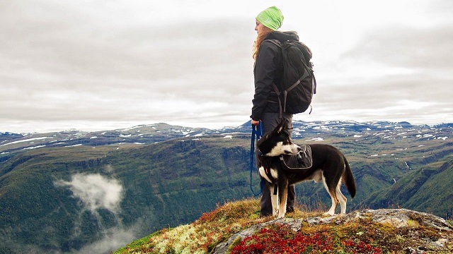 Dog Hiking Gear: 5 Essential Things For Your Kit