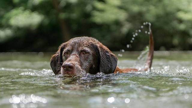 Dog Swimming Safety 101 – All You Need To Know