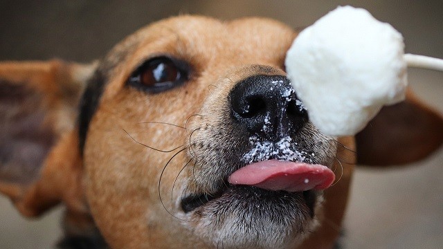 DIY Frozen Dog Treats: Homemade Popsicles to Beat the Summer Heat