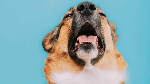Mysterious Canine Respiratory Disease: What Is It, And How Can Maven Help?