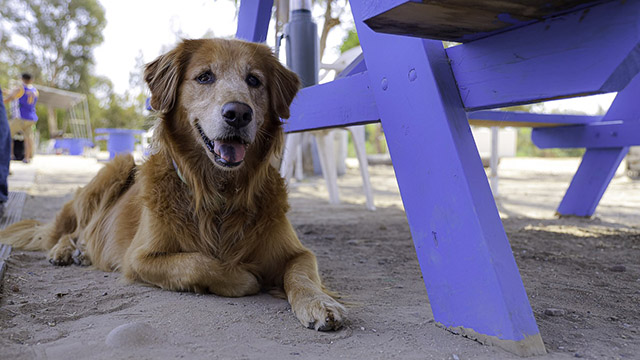 Helping Senior Dogs and Cats Age Gracefully, Happy and Pain-Free