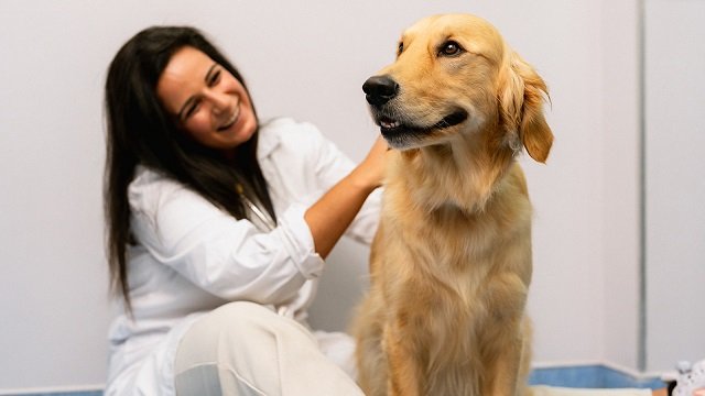 How to Recognize, Test, Monitor, and Manage Dog Skin Allergies