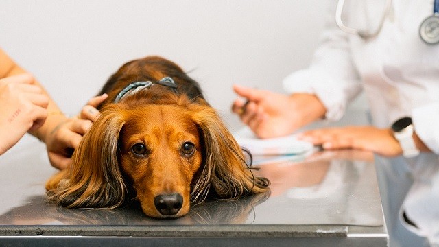 Dog Tracheal Collapse — Definition, Causes, Symptoms, and Treatments