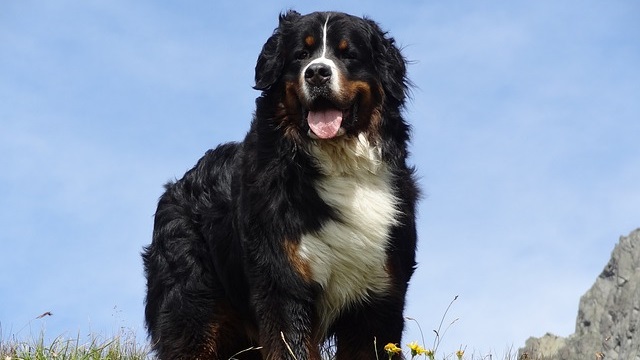 Bernese Mountain Dog Health Issues: How to Care for Your Gentle Giant