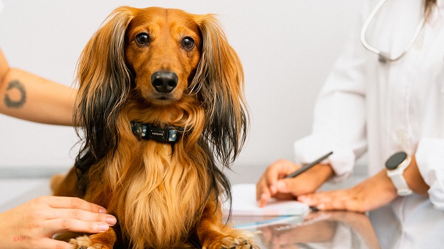 Dog Skin Allergies Treatment and How to Track Progress