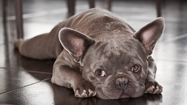 10 French Bulldog Health Problems: A Comprehensive Guide