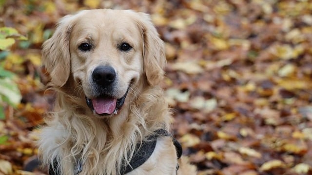 6 Common Golden Retriever Health Issues and How to Monitor Them