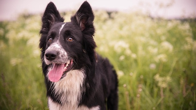 Border Collie Health Issues: How to Keep Your Energetic Companion Healthy