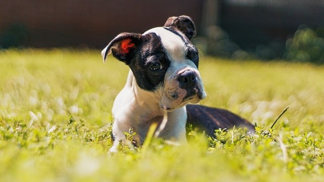 5 Common Boston Terrier Health Issues & How to Keep Them Healthy