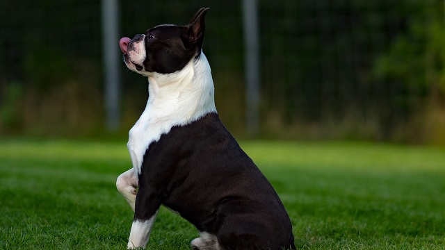 5 Common Boston Terrier Health Issues & How To Keep Them Healthy 