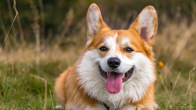 5 Common Corgi Health Issues & Caring for Your Sturdy Yet Sensitive Companion