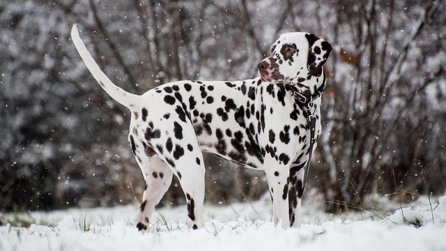 Dalmatian Health Issues: How to Care for This Unique Breed