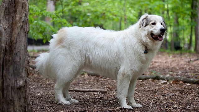 Great Pyrenees Health Issues: How to Keep Your Gentle Guardian Healthy