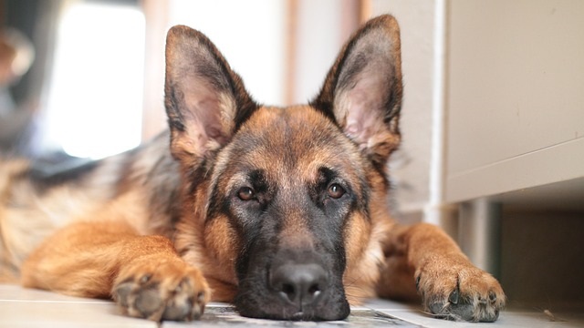 Main Health Concerns with German Shepherds and How to Monitor Them