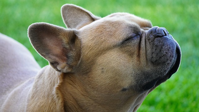 5 Common Causes of Skin Allergies in French Bulldogs (and How to Help!)