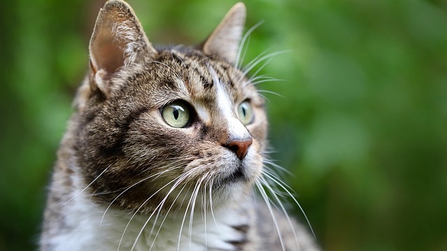 Cheeto’s Story: Cat Anxiety Uncovered