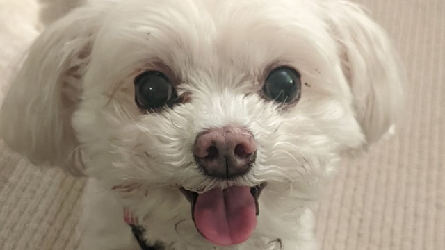 Kirby’s Story: How Maven Helped Detect Dog Anxiety