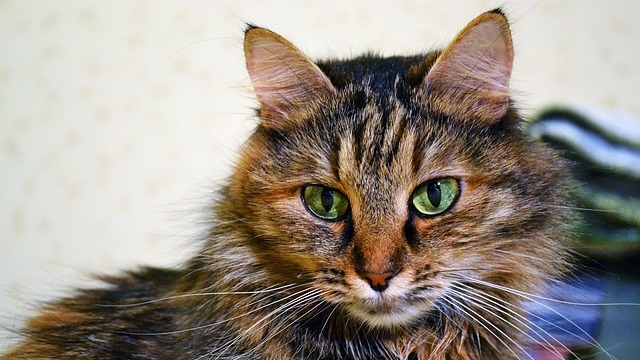 Why Is My Cat Not Eating? What Pet Parents Need to Know
