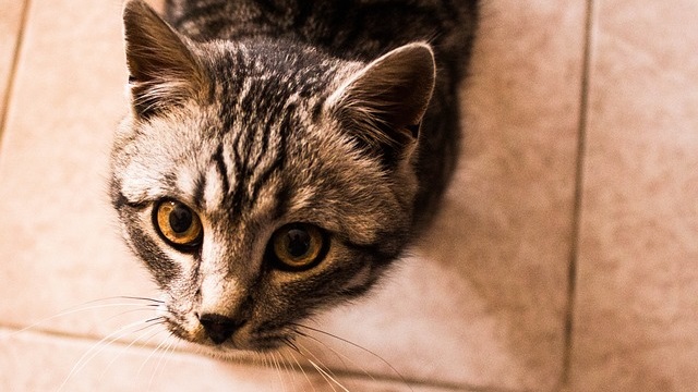 Why Is My Cat Shaking? Common Reasons and When to Worry