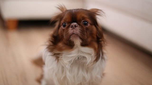 “Why Is My Dog Acting Weird?” 8 Possible Reasons and What to Do