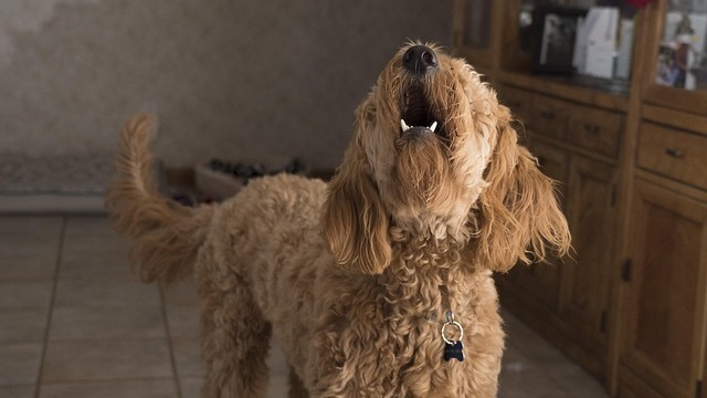 Why Is My Dog Barking at Nothing? Understanding the Hidden Triggers