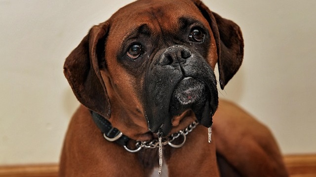 Why Is My Dog Drooling So Much? Causes and When to Worry