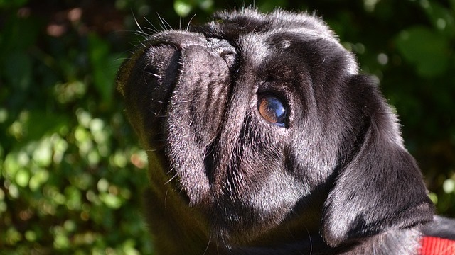 Why Is My Dog’s Nose Running? What a Runny Nose Could Mean