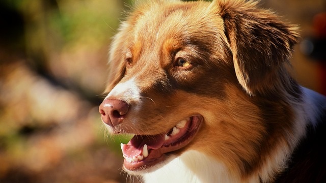 The Normal Dog Heart Rate, and Detecting Hidden Health Issues Through Monitoring