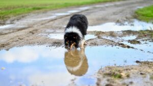 Dog Drinking a Lot of Water: Signs of Diabetes or Kidney Issues?
