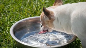 Dog Drinking a Lot of Water: Signs of Diabetes or Kidney Issues?