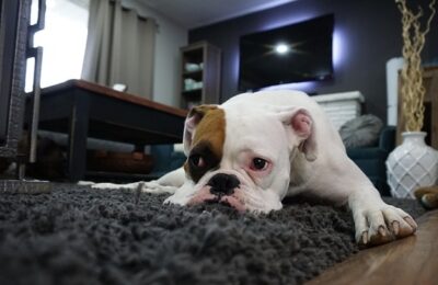 Why Has My Dog Suddenly Stopped Playing? 5 Things to Watch