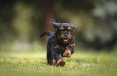 Dog Zoomies Explained: Healthy Play or Hidden Anxiety?