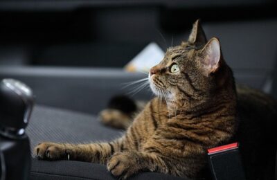 How to Travel With a Cat in a Car: 7 Mistakes to Avoid