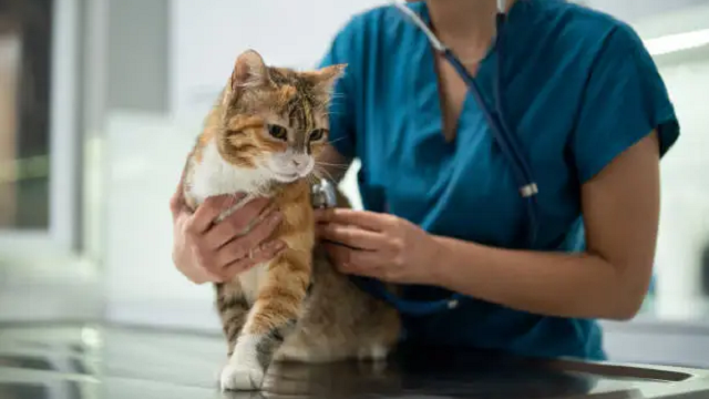 Unexpected Vet Bills: How to Plan Smarter as a Pet Parent