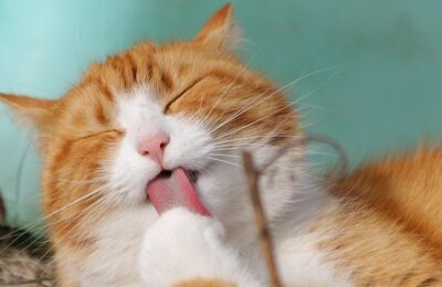 9 Possible Reasons Your Cat Is Overgrooming or Scratching