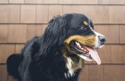 Why Is My Dog Panting So Much? Signs, Causes, and When to Worry