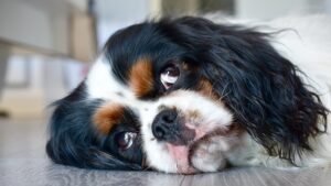 Why Is My Dog Shaking His Head? Common Causes and When to See a Vet