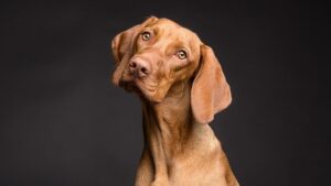 Why Is My Dog Shaking His Head? Common Causes and When to See a Vet