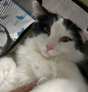 Why Is My Cat Pooping Blood? Causes, Symptoms, & When to Worry (Vet