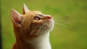 Why Is My Cat Pooping Blood? Causes, Symptoms, & When to Worry (Vet